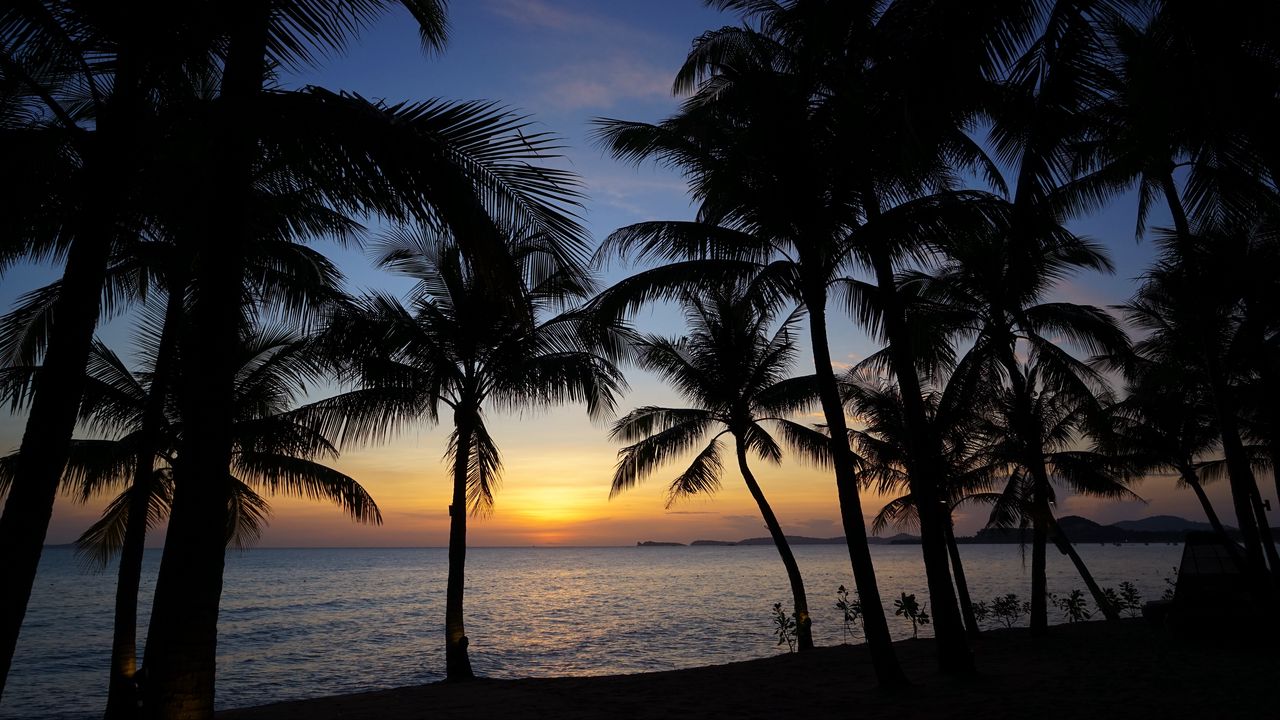 Wallpaper palm trees, silhouettes, sea, sunset, tropics