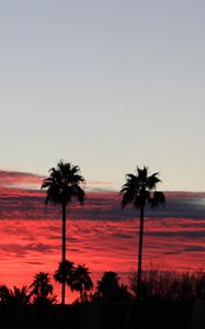 Preview wallpaper palm trees, silhouettes, sky, sunset