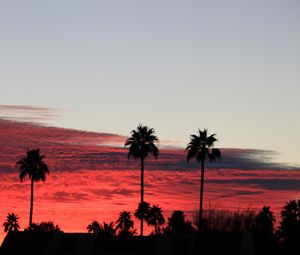 Preview wallpaper palm trees, silhouettes, sky, sunset