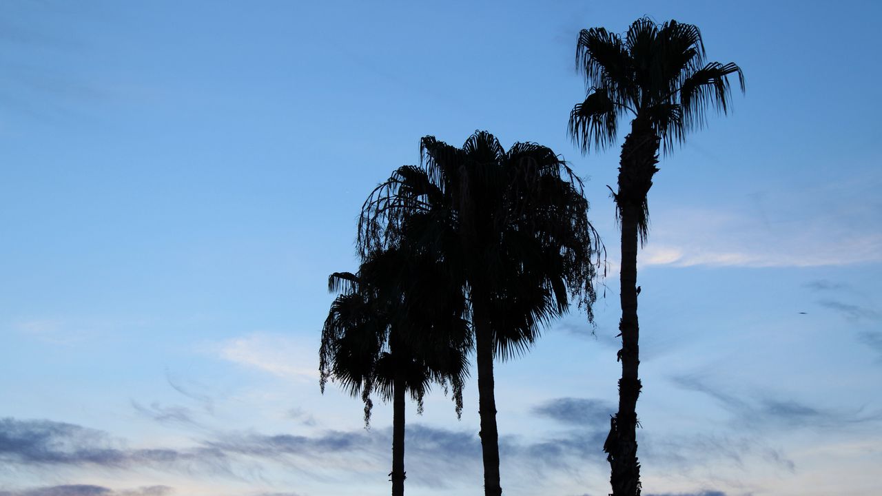 Wallpaper palm trees, silhouettes, trees, clouds, sky