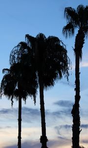 Preview wallpaper palm trees, silhouettes, trees, clouds, sky