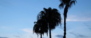 Preview wallpaper palm trees, silhouettes, trees, clouds, sky