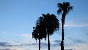 Preview wallpaper palm trees, silhouettes, trees, clouds, sky