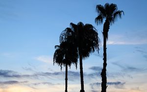 Preview wallpaper palm trees, silhouettes, trees, clouds, sky