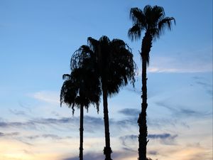 Preview wallpaper palm trees, silhouettes, trees, clouds, sky