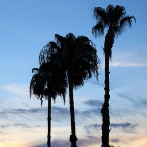 Preview wallpaper palm trees, silhouettes, trees, clouds, sky