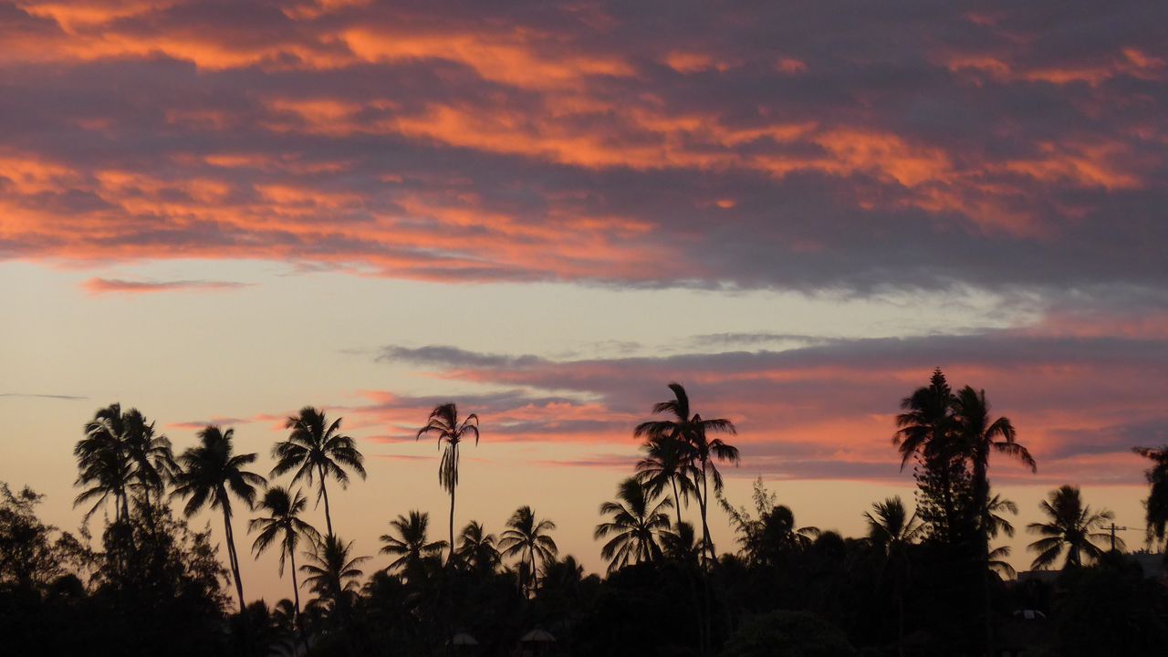 Wallpaper palm trees, silhouettes, tropics, evening