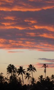 Preview wallpaper palm trees, silhouettes, tropics, evening