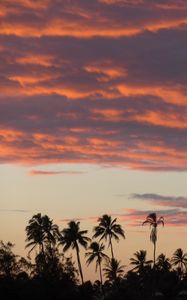 Preview wallpaper palm trees, silhouettes, tropics, evening