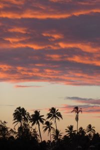 Preview wallpaper palm trees, silhouettes, tropics, evening