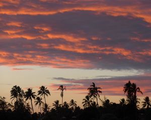 Preview wallpaper palm trees, silhouettes, tropics, evening