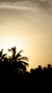 Preview wallpaper palm trees, silhouettes, twilight, dark