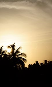 Preview wallpaper palm trees, silhouettes, twilight, dark