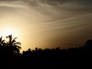 Preview wallpaper palm trees, silhouettes, twilight, dark