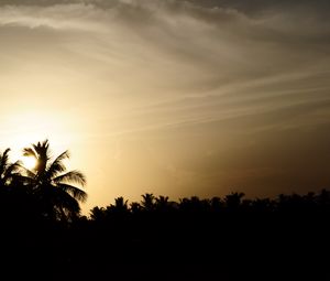 Preview wallpaper palm trees, silhouettes, twilight, dark