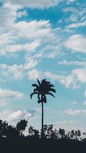 Preview wallpaper palm, trees, sky, clouds