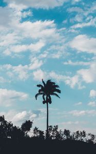 Preview wallpaper palm, trees, sky, clouds