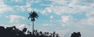 Preview wallpaper palm, trees, sky, clouds