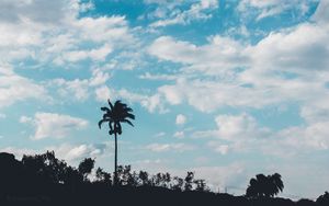 Preview wallpaper palm, trees, sky, clouds