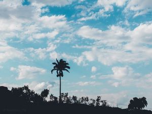 Preview wallpaper palm, trees, sky, clouds