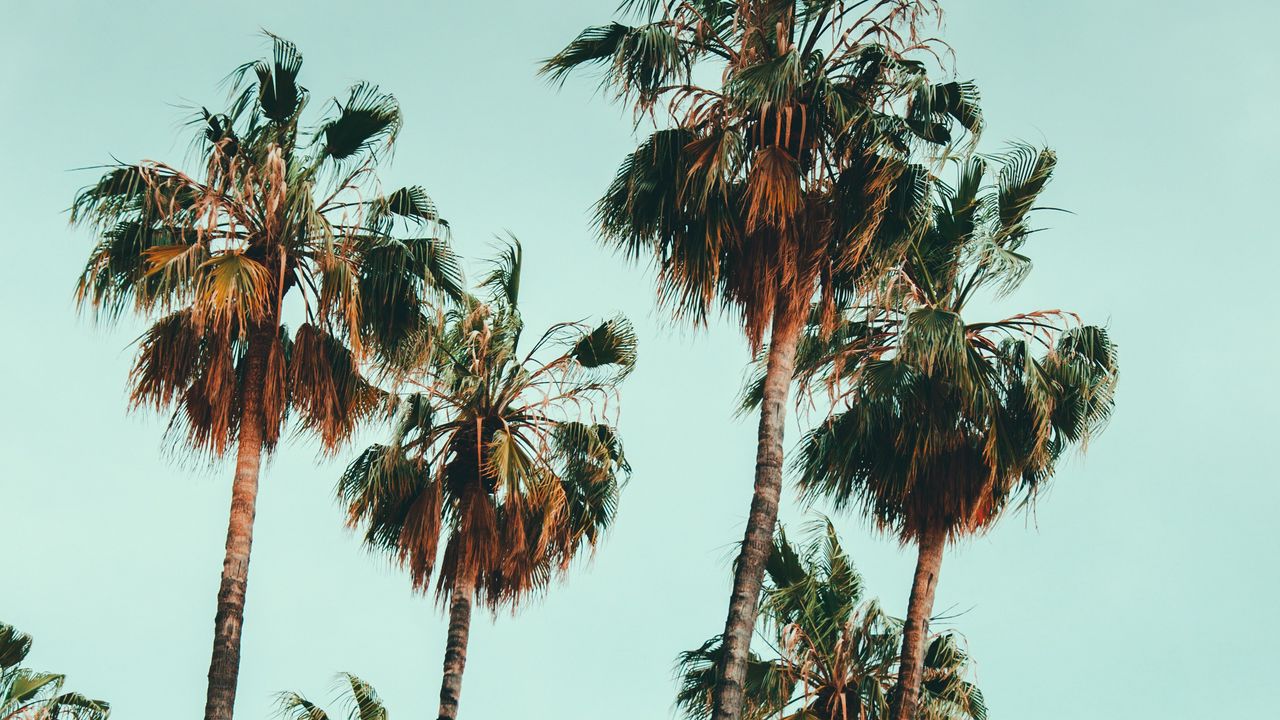 Wallpaper palm, trees, sky