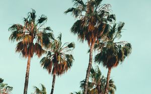 Preview wallpaper palm, trees, sky