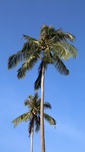 Preview wallpaper palm, trees, sky, leaves