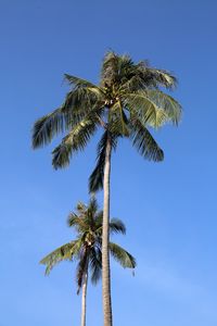 Preview wallpaper palm, trees, sky, leaves