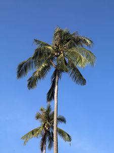 Preview wallpaper palm, trees, sky, leaves