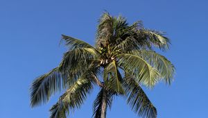 Preview wallpaper palm, trees, sky, leaves