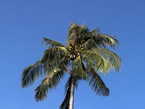 Preview wallpaper palm, trees, sky, leaves