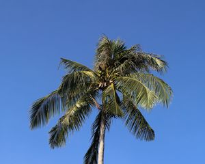 Preview wallpaper palm, trees, sky, leaves