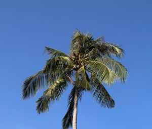 Preview wallpaper palm, trees, sky, leaves