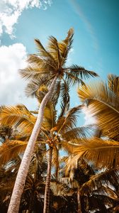 Preview wallpaper palm, trees, sky, leaves, bottom view