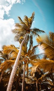 Preview wallpaper palm, trees, sky, leaves, bottom view