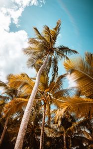 Preview wallpaper palm, trees, sky, leaves, bottom view