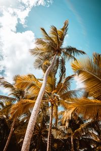 Preview wallpaper palm, trees, sky, leaves, bottom view