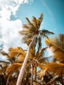 Preview wallpaper palm, trees, sky, leaves, bottom view