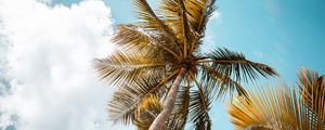 Preview wallpaper palm, trees, sky, leaves, bottom view