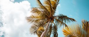 Preview wallpaper palm, trees, sky, leaves, bottom view