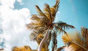 Preview wallpaper palm, trees, sky, leaves, bottom view