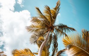 Preview wallpaper palm, trees, sky, leaves, bottom view