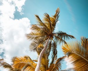 Preview wallpaper palm, trees, sky, leaves, bottom view