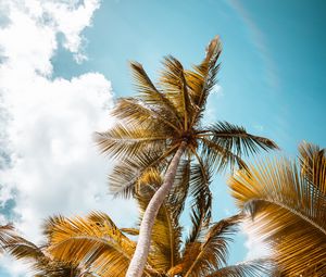 Preview wallpaper palm, trees, sky, leaves, bottom view