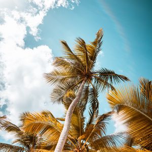 Preview wallpaper palm, trees, sky, leaves, bottom view