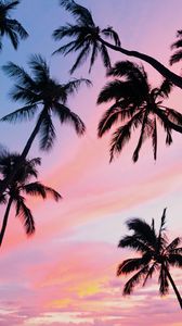 Preview wallpaper palm trees, sky, bottom view, clouds, tropics