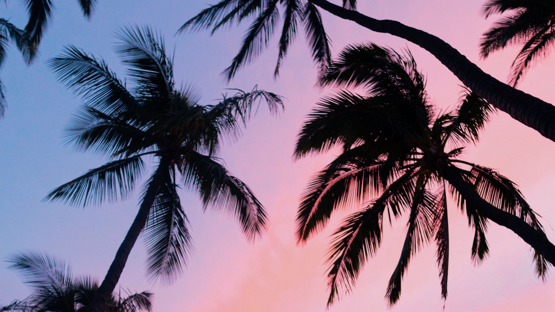Pink palms  Tree wallpaper iphone Palm trees wallpaper Tree wallpaper