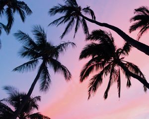 Preview wallpaper palm trees, sky, bottom view, clouds, tropics