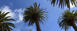 Preview wallpaper palm trees, sky, bottom view, nature