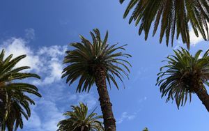 Preview wallpaper palm trees, sky, bottom view, nature